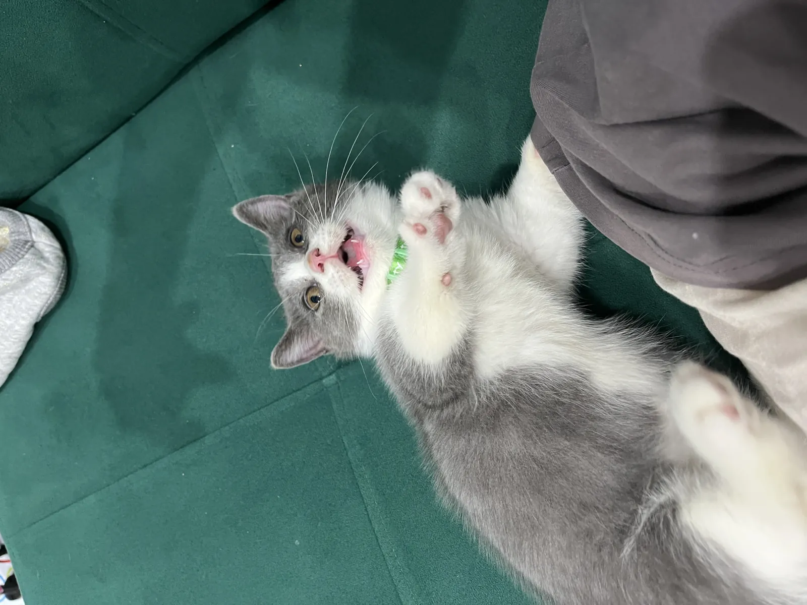 Milo as a kitty